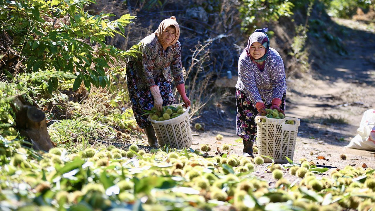 Kestane hasadında zorlu mesai başladı